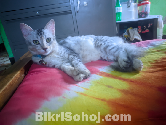 Mixed bred cat female